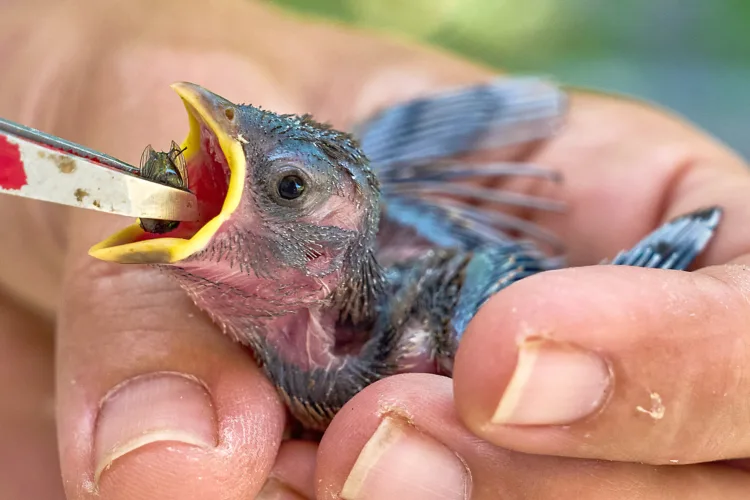 Raised temps affecting wildlife